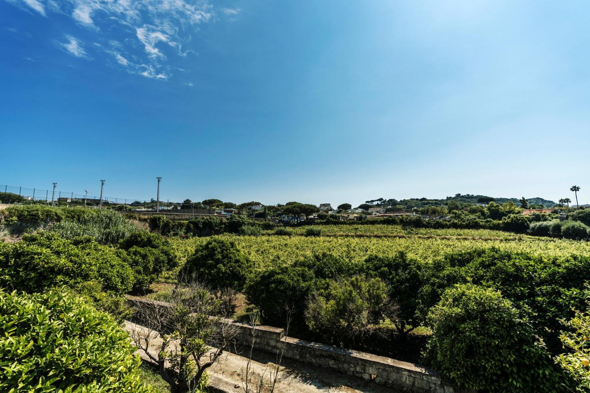 Tenuta Calitto Wine Resort E Spa 이스키아 외부 사진